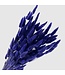 Purple-blue Lagurus dried flowers | Length ± 65 centimetres | Weight 100 grams | Available per bunch