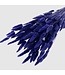Purple-blue Lagurus dried flowers | Length ± 65 centimetres | Weight 100 grams | Available per bunch