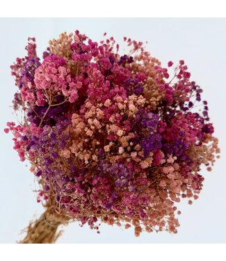 MyFlowers Preserved Gypsophila | Pink - Purple - Salmon-coloured | Length ± 55 centimetres | Per bunch