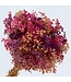 Preserved Gypsophila | Pink - Purple - Salmon-coloured | Length ± 55 centimetres | Available per bunch