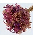 Preserved Gypsophila | Pink - Purple - Salmon-coloured | Length ± 55 centimetres | Available per bunch