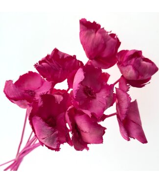 Casa Alegria Coupes de palmier séchées rose fuchsia | Longueur ± 55 centimètres | Par 10 tiges
