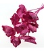 Fuchsia pink dried Palm Cups | Length ± 55 centimetres | Available to order per 10 stems