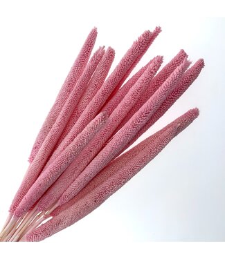 Casa Alegria Light pink dried Babala | Length ± 65 centimetres | Per 15 stems