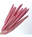 Light pink dried Babala | Length ± 65 centimetres | Available to order per 15 stems