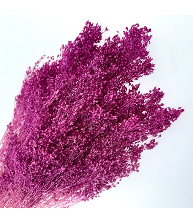 Dark pink Broom Bloom dried flowers | Length ± 50 centimetres | Weight 100 grams | Available per bunch
