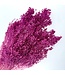 Dark pink Broom Bloom dried flowers | Length ± 50 centimetres | Weight 100 grams | Available per bunch