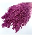 Dark pink Broom Bloom dried flowers | Length ± 50 centimetres | Weight 100 grams | Available per bunch