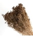 Light brown Broom Bloom dried flowers | Length ± 50 centimetres | Weight 100 grams | Available per bunch