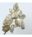 White Bleached Palm Cups | Length ± 40 centimetres | Available to order per 10 stems