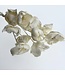 White Bleached Palm Cups | Length ± 40 centimetres | Available to order per 10 stems