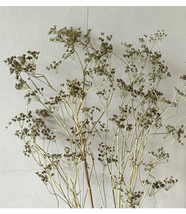 Naturally dried Anethum Dill | Length ± 90 centimetres | Available per 5 stems