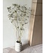 Naturally dried Anethum Dill | Length ± 90 centimetres | Available per 5 stems