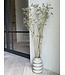 Naturally dried Anethum Dill | Length ± 90 centimetres | Available per 5 stems