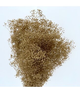 Casa Alegria Gold-coloured dried Gypsophila Mini | Length ± 50 centimetres | Per 10 stems