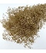 Gold-coloured dried Gypsophila Mini | Length ± 50 centimetres | Available to order per 10 stems