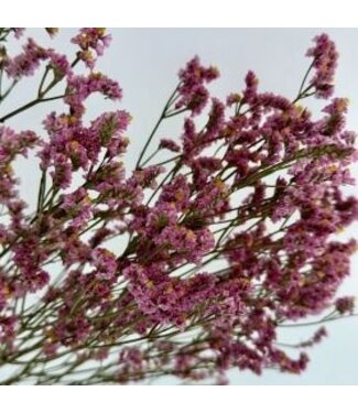 Dutch Dried Limonium Diamant Vieux Rose | Longueur ± 65 centimètres | Par 5 tiges