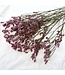 Limonium Diamant Vieux Rose | Longueur ± 65 centimètres | À commander par 5 tiges
