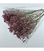 Limonium Diamant Vieux Rose | Longueur ± 65 centimètres | À commander par 5 tiges