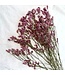 Limonium Diamant Vieux Rose | Longueur ± 65 centimètres | À commander par 5 tiges