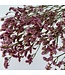 Limonium Diamant Vieux Rose | Longueur ± 65 centimètres | À commander par 5 tiges