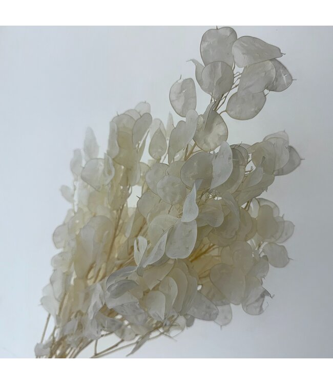 White bleached Lunaria dried flowers | Length ± 65 centimetres | Available per bunch