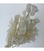 White bleached Lunaria dried flowers | Length ± 65 centimetres | Available per bunch