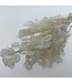 White bleached Lunaria dried flowers | Length ± 65 centimetres | Available per bunch
