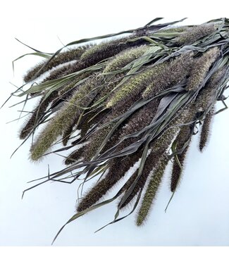 Dutch Dried Natur Rot Juwel Setaria | Länge ± 65 Zentimeter | Gewicht 150 Gramm | Pro Bund