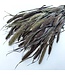 Natural Red Jewel Setaria | Length ± 65 centimetres | Weight 150 grams | Available per bunch
