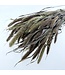 Natural Red Jewel Setaria | Length ± 65 centimetres | Weight 150 grams | Available per bunch