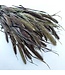 Natural Red Jewel Setaria | Length ± 65 centimetres | Weight 150 grams | Available per bunch