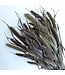 Natural Red Jewel Setaria | Length ± 65 centimetres | Weight 150 grams | Available per bunch