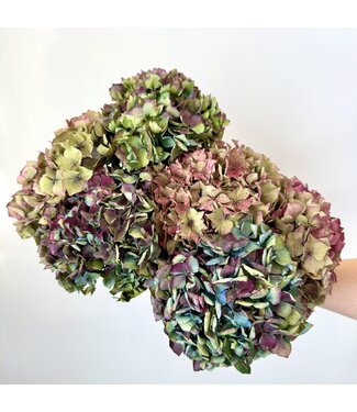 Dutch Dried Natural Mix Dried Hydrangea | Length ± 35 centimetres | Per 5 - 6 flowers