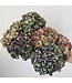 Naturally dried Hydrangea | Length ± 35 centimetres | Blue, Purple, Pink | Available to order per 5 - 6 flowers
