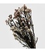 Rice Flowers White Preserved | Length ± 70 centimetres | Weight 100 grams | Available per bunch