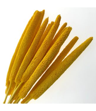 Casa Alegria Yellow dried Babala | Length ± 65 centimetres | Per 15 stems