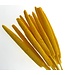 Yellow dried Babala | Length ± 65 centimetres | Available to order per 15 stems
