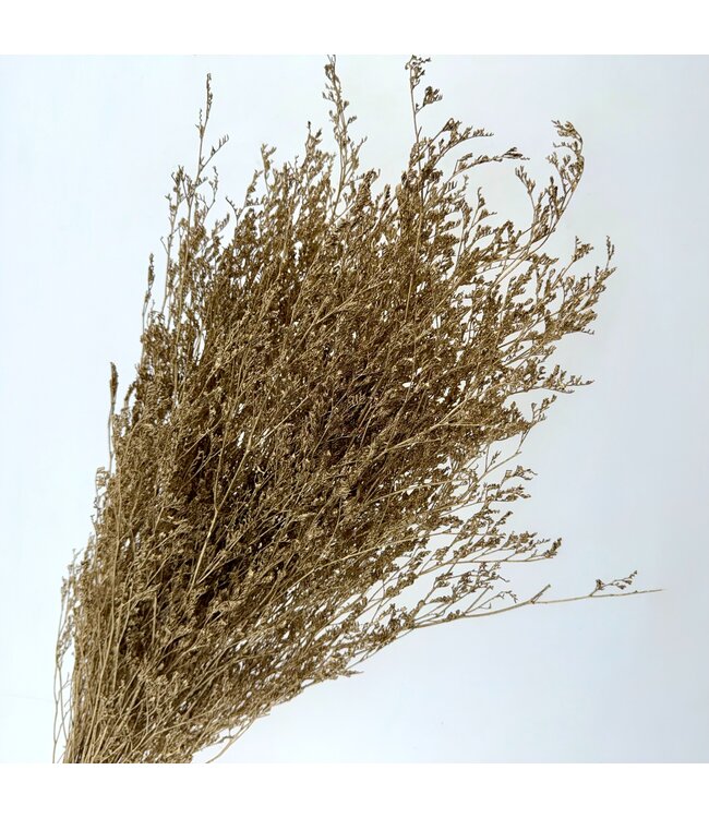 Preserved Gold-Coloured Caspia | Length ± 65 centimetres | 8 - 10 stems | Available per bunch