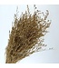 Preserved Gold-Coloured Caspia | Length ± 65 centimetres | 8 - 10 stems | Available per bunch