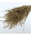 Preserved Gold-Coloured Caspia | Length ± 65 centimetres | 8 - 10 stems | Available per bunch
