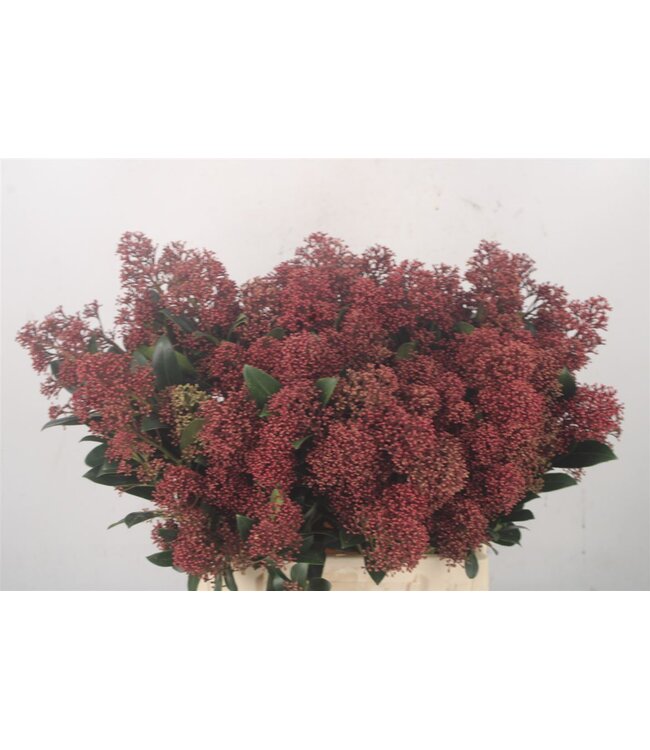 Skimmia Rubella Red Bunch ( x 5 )