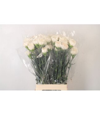 SLF Di St Moon Golem Champagne ( x 20 )