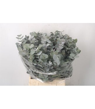 SLF Euc Cinerea Per Bunch 150 Gram Esp ( x 5 )
