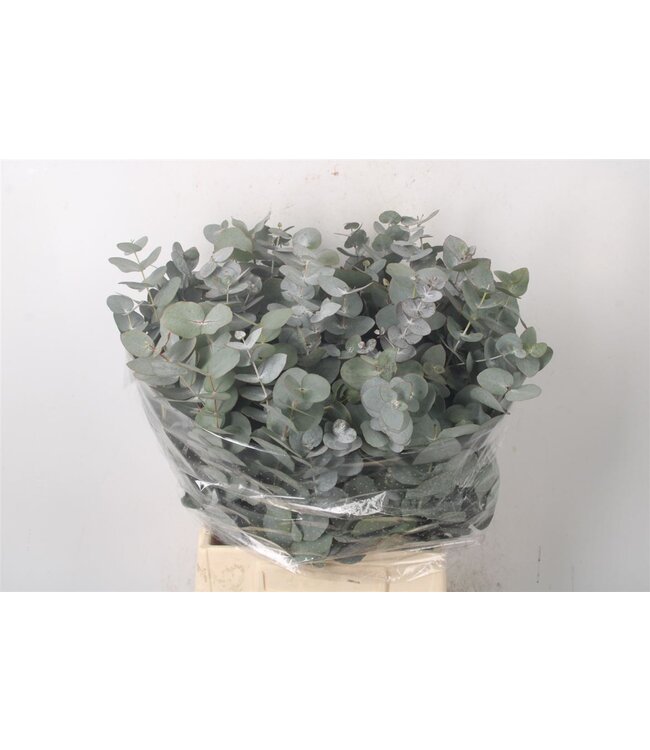 Euc Cinerea Per Bunch 150 Gram Esp ( x 5 )