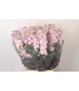SLF Matth Iron Light Pink ( x 10 )
