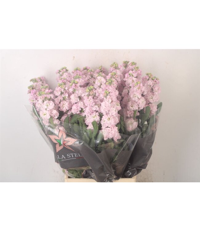 Matth Iron Light Pink ( x 10 )