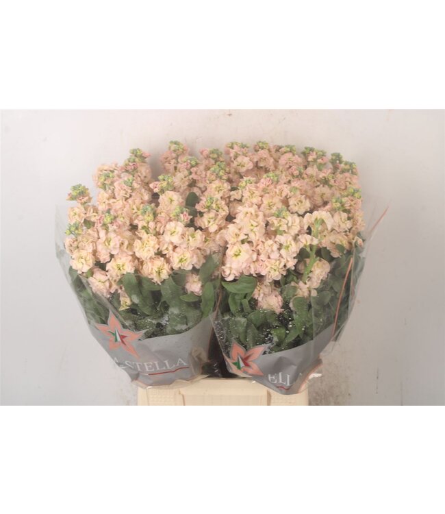 Matth Iron Apricot ( x 10 )