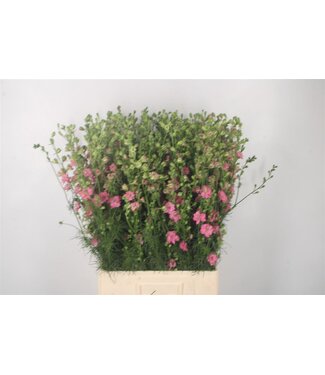 SLF Delph Rids Pink ( x 10 )