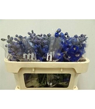 SLF Delph El Dewi Blue Star ( x 10 )